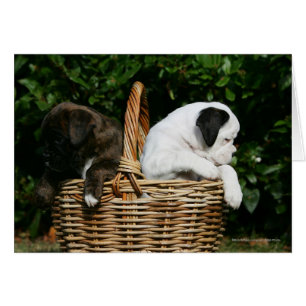 Chiots de boxeur dans le panier