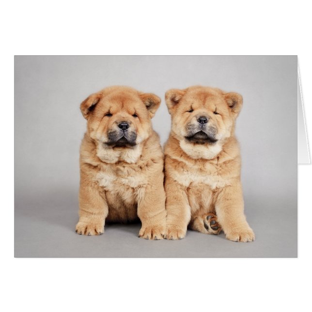 Chiots de chow (Devant horizontal)