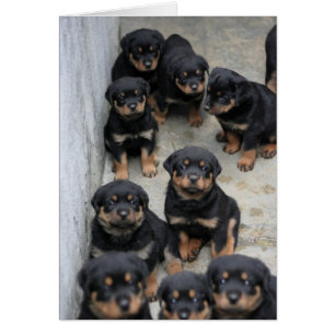 Chiots de rottweiler