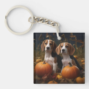 Chiots Foxhound Anglais Américain Délice d'Automne