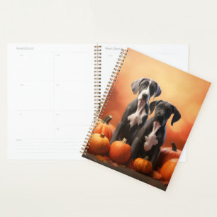 Chiots Grand Danois Délice d'Automne Citrouille