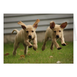 Chiots jaunes du Labrador qui courent