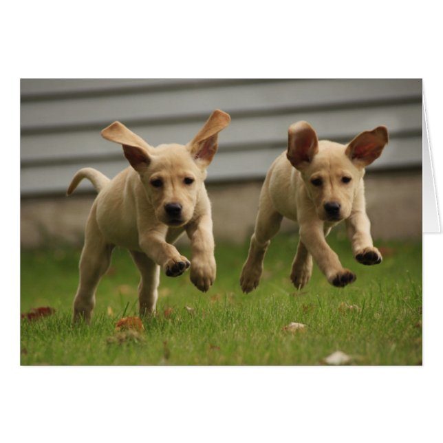 Chiots jaunes du Labrador qui courent (Devant horizontal)
