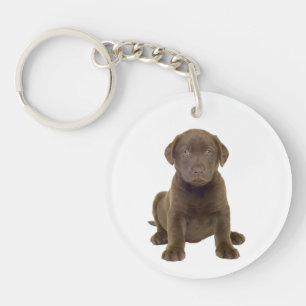 Chiots Labrador au Chocolat