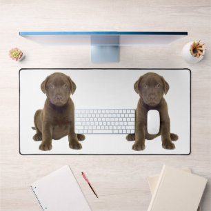 Chiots Labrador au Chocolat