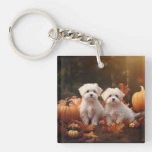 Chiots Maltais Automne Delight Pumpkin