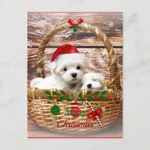 Chiots maltais dans une carte postale de vacances 
