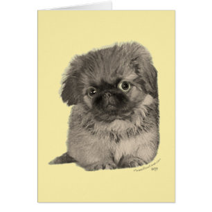 Chiots Pékinois Jaune