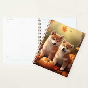 Chiots Shiba Inu Délice d'Automne Citrouille