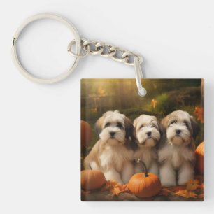 Chiots Terrier Tibétain Délice d'Automne Citrouill