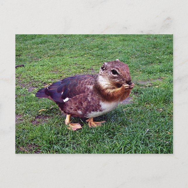 Chipduck Postkarte (Vorderseite)