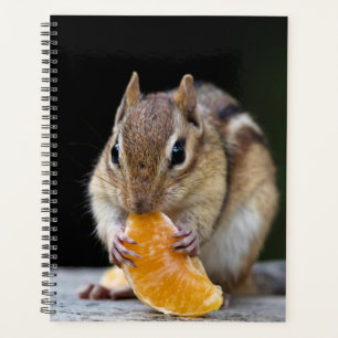 Chipmunk 2024 dans les Adirondacks