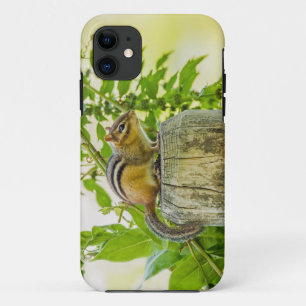 Chipmunk an einem Zaun title_seo2