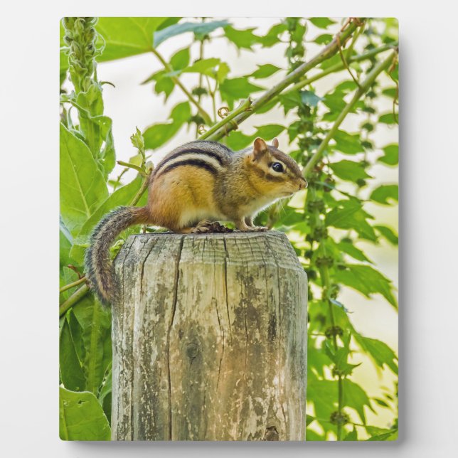 Chipmunk an einem Zaun Fotoplatte (Vorderseite)