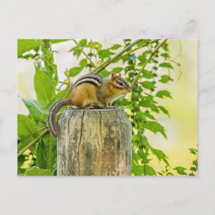 Chipmunk an einem Zaun Postkarte
