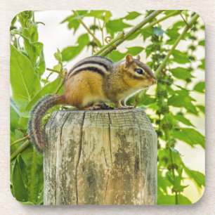 Chipmunk an einem Zaun Untersetzer