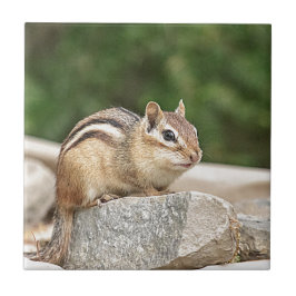 Chipmunk auf einem Felsen Fliese