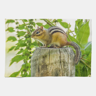 Chipmunk auf einem Zaun-Posten-Gegenüberstellen Küchentuch