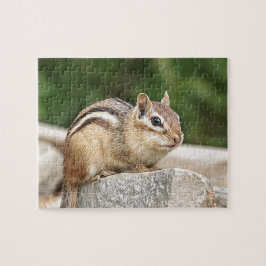 Chipmunk auf Stein