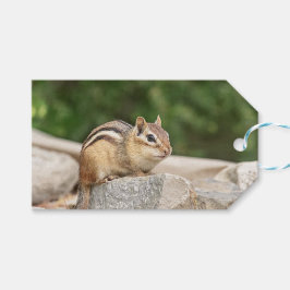 Chipmunk auf Stein Geschenkanhänger