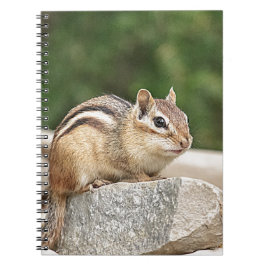Chipmunk auf Stein Notizblock