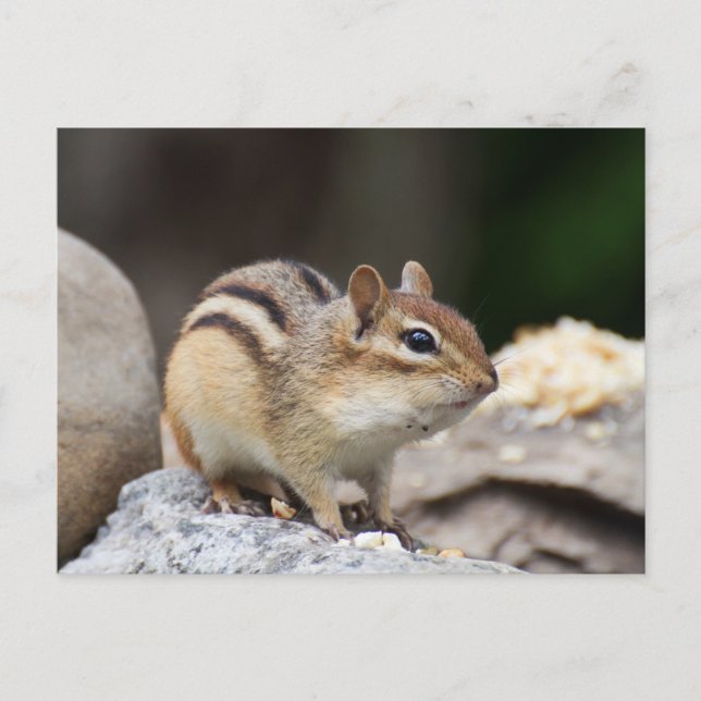 Chipmunk auf Stein Postkarte (Vorderseite)