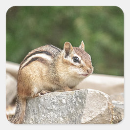 Chipmunk auf Stein Quadratischer Aufkleber