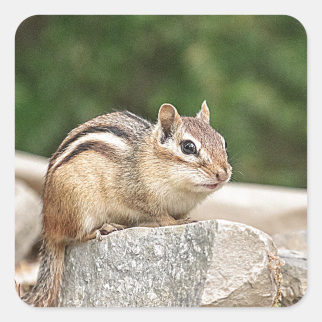 Chipmunk auf Stein Quadratischer Aufkleber (Vorderseite)