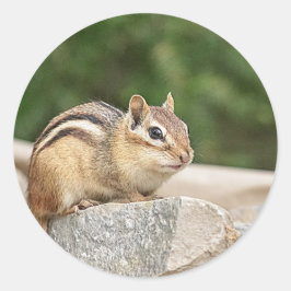 Chipmunk auf Stein Runder Aufkleber