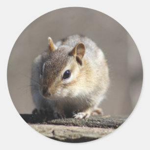 Chipmunk-Aufkleber Runder Aufkleber