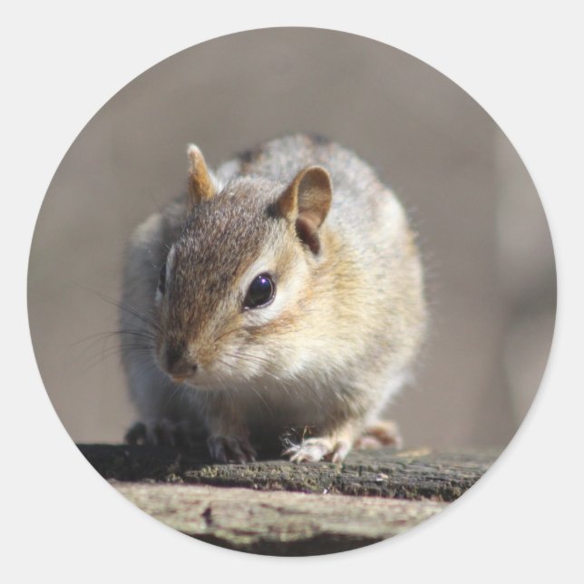 Chipmunk-Aufkleber Runder Aufkleber (Vorderseite)