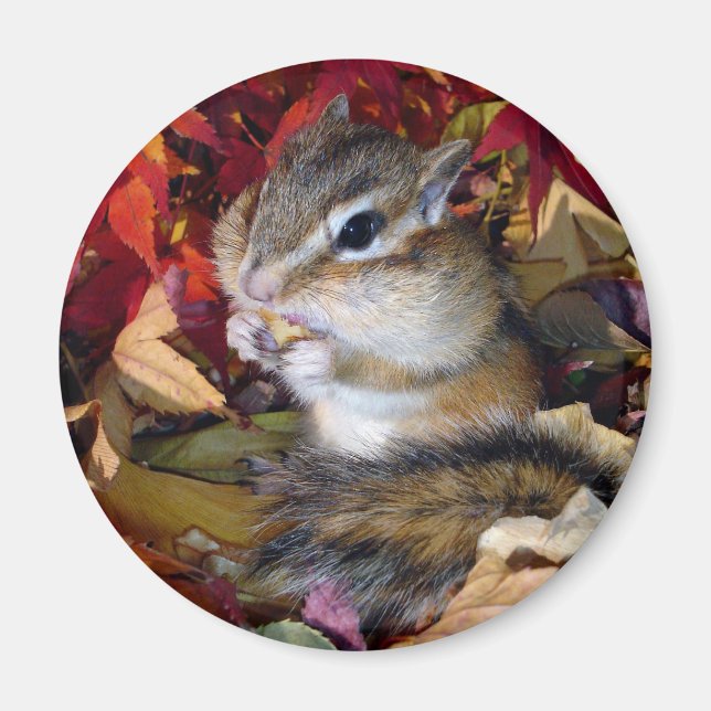 Chipmunk , Autumn (8)　photo Magnet (Vorne)