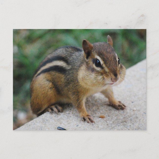 Chipmunk Cheeks Postkarte (Vorderseite)
