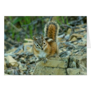 Chipmunk dans le parc national des Glaciers