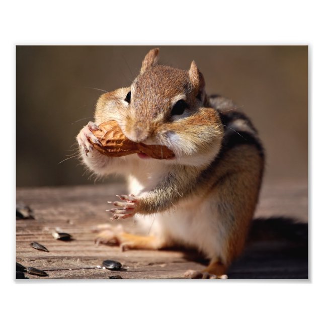 Chipmunk, der sein Gesicht erstickt Fotodruck (Vorne)