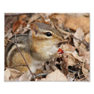 Chipmunk Eating a Cherry Foto Print