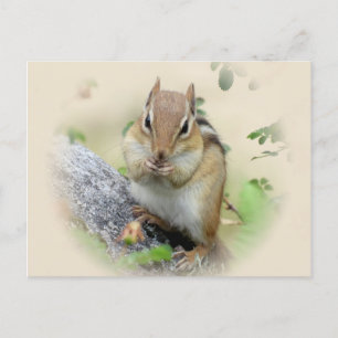 Chipmunk Eating Postkarte