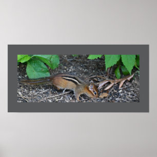Chipmunk-Foto-Poster Poster