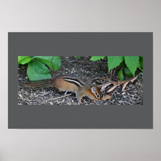 Chipmunk-Foto-Poster Poster (Vorne)