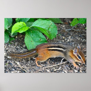 Chipmunk-Foto-Poster Poster