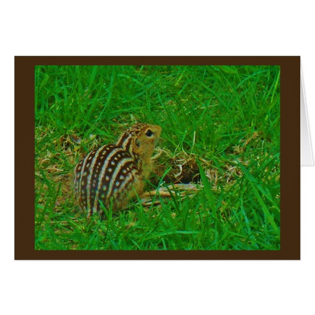 Chipmunk Hello (Vorderseite (Horizontal))