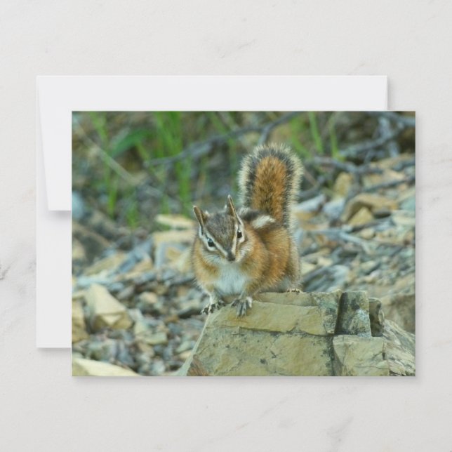 Chipmunk im Glacier-Nationalpark (Vorderseite)