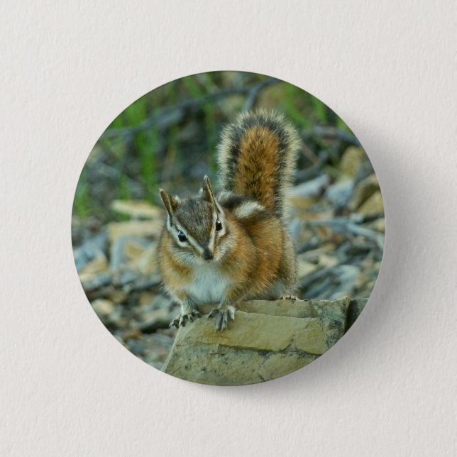 Chipmunk im Glacier-Nationalpark Button (Vorderseite)