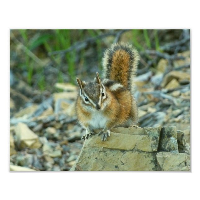 Chipmunk im Glacier-Nationalpark Fotodruck (Vorne)