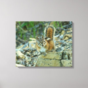 Chipmunk im Glacier-Nationalpark Leinwanddruck