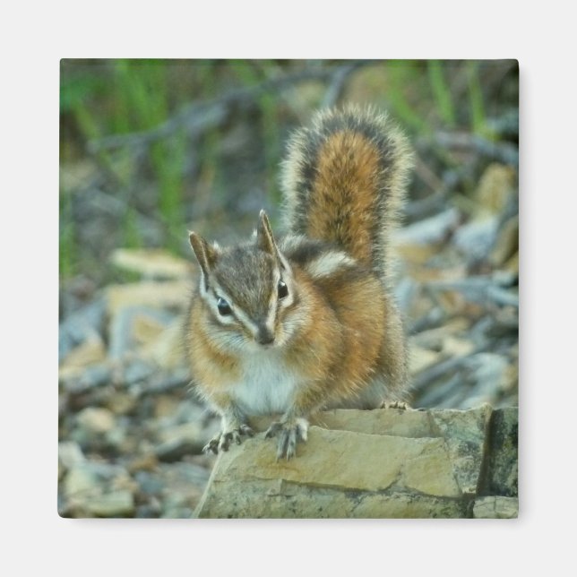 Chipmunk im Glacier-Nationalpark Magnet (Vorne)