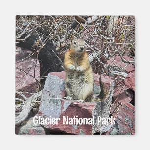 Chipmunk im Glacier-Nationalpark Magnet