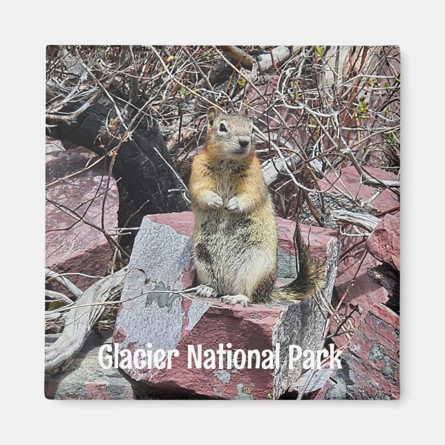 Chipmunk im Glacier-Nationalpark Magnet (Vorne)