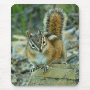 Chipmunk im Glacier-Nationalpark Mousepad
