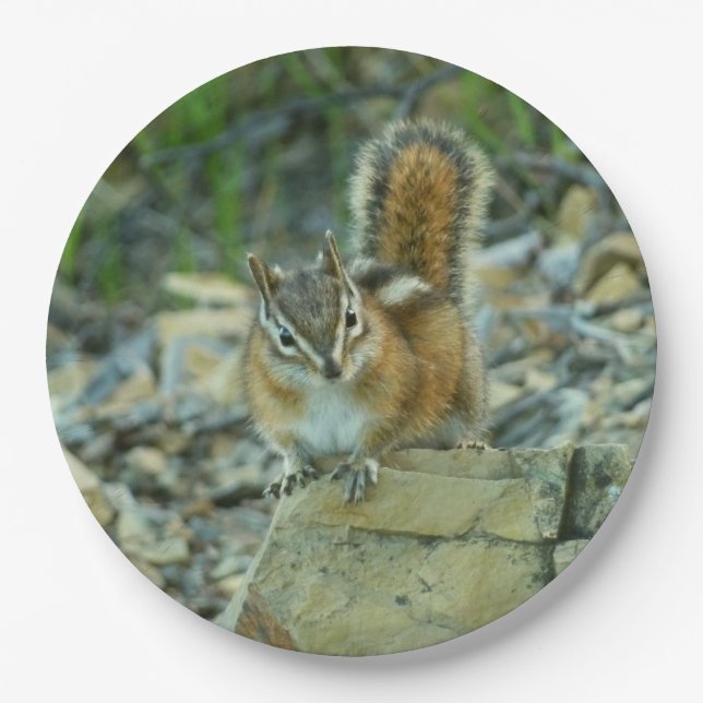 Chipmunk im Glacier-Nationalpark Pappteller (Vorderseite)